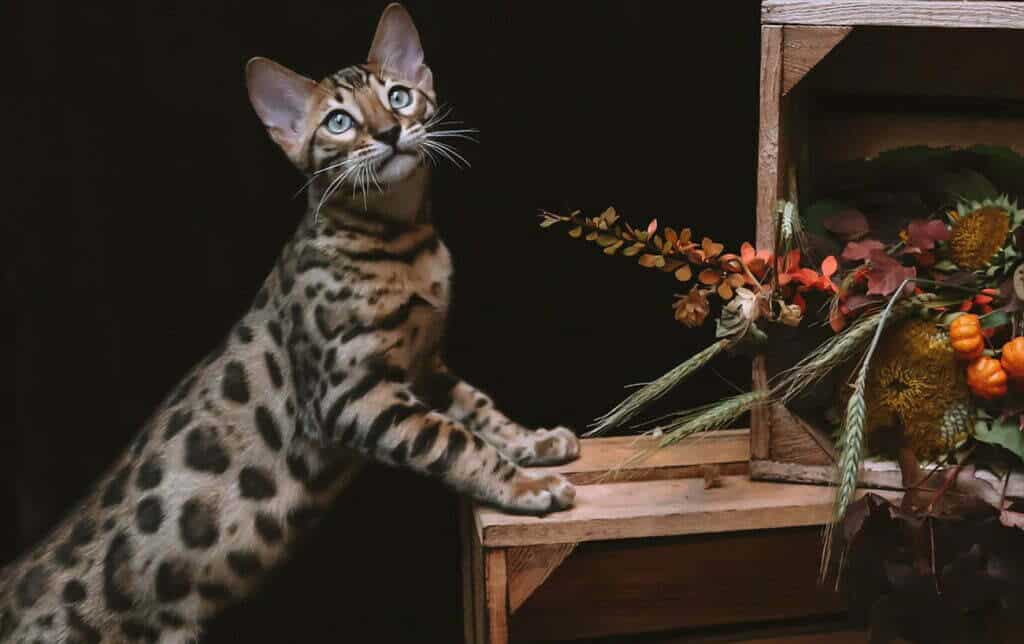 curious Bengal cat rosette coat