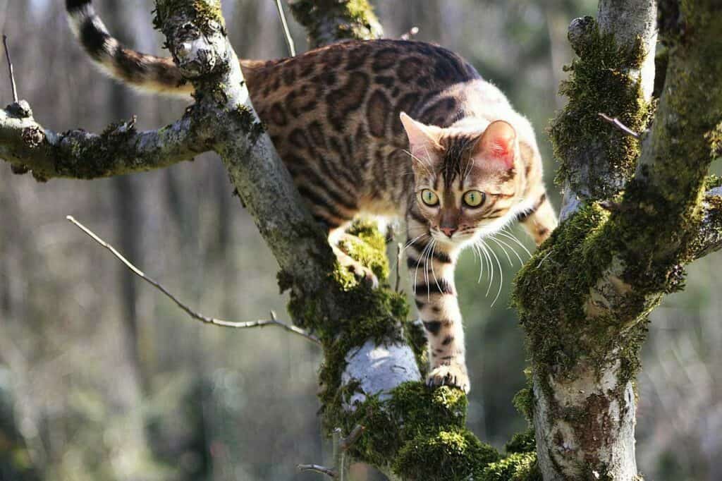Bengal cat brown rosetted coat climbing a tree