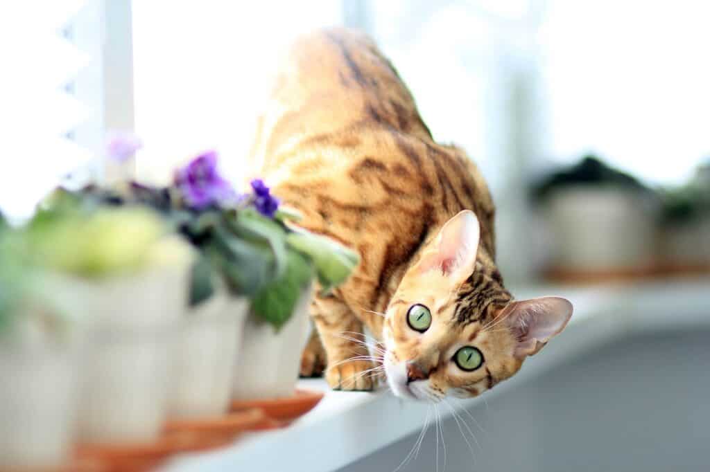 bengal cat with green eyes