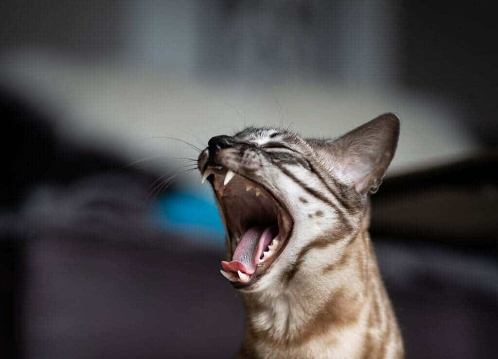 Bengal cat marbled coat yawning showing teeth