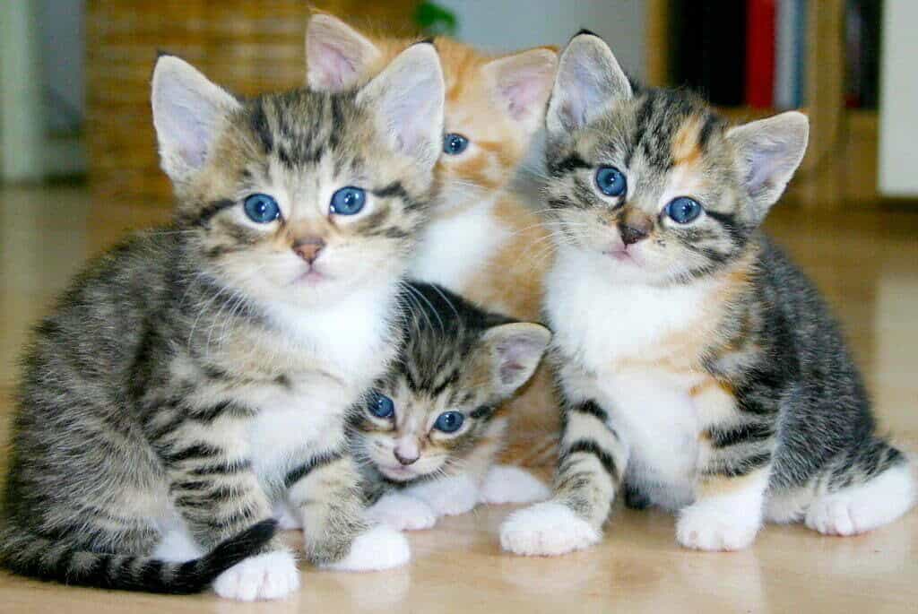 calico tabby kittens