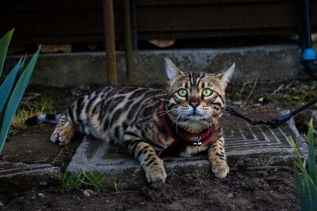 Bengal cat with rosette coat green eyes on a leash