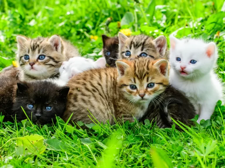 new kitten checklist - litter of kittens in a background of green grass