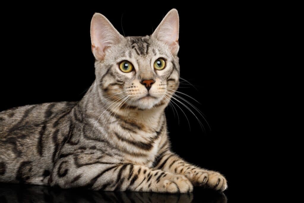 Bengal cat price: studio image of a silver bengal cat on a black background