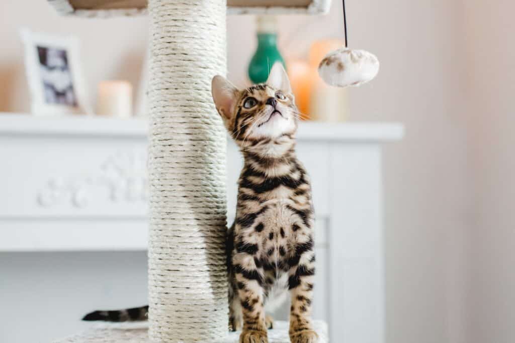 Bengal cat price: young bengal cat playing on a cat tree with sisal rope posts