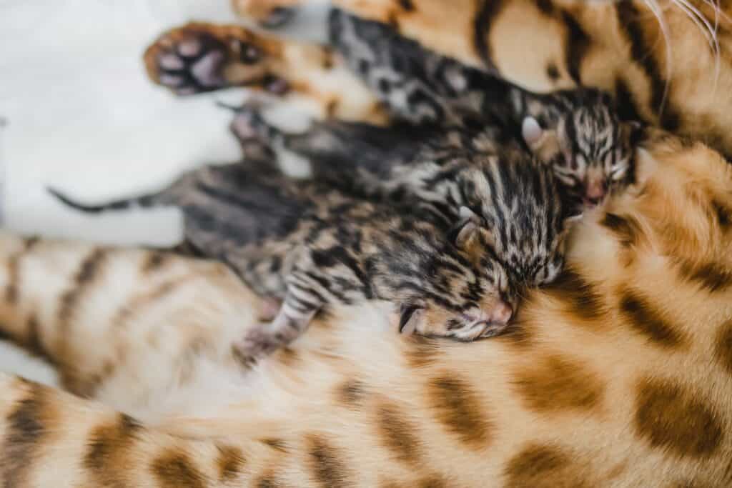 Bengal cat price: three very young kittens nursing from their mom