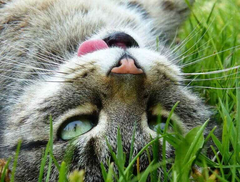 grey tabby lying on its back in green grass with derp tongue sticking out