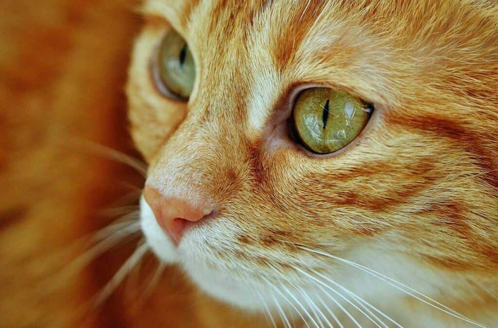 close up of the face of an orange cat with green eyes