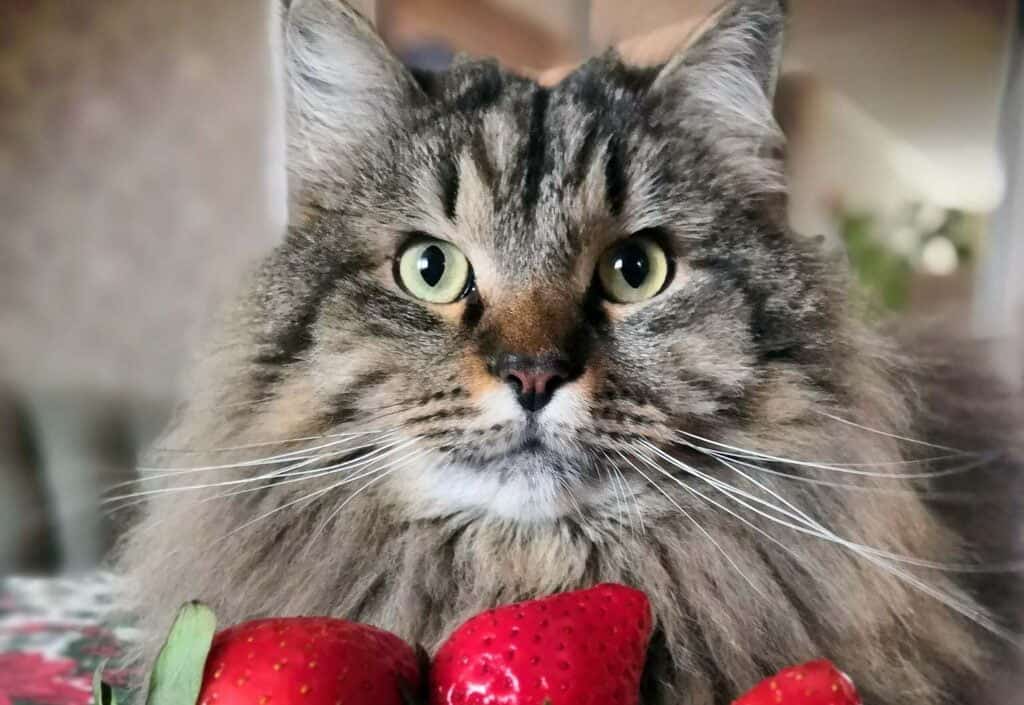 can cats eat strawberries - long hair tabby cat looking at strawberries