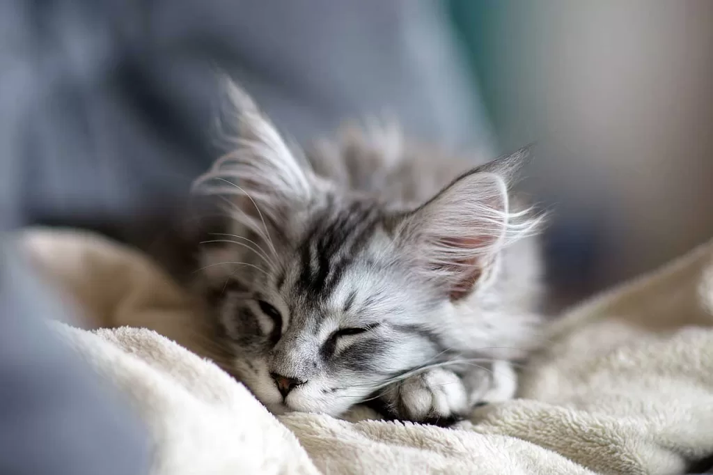 grey tabby Maine Coon kitten