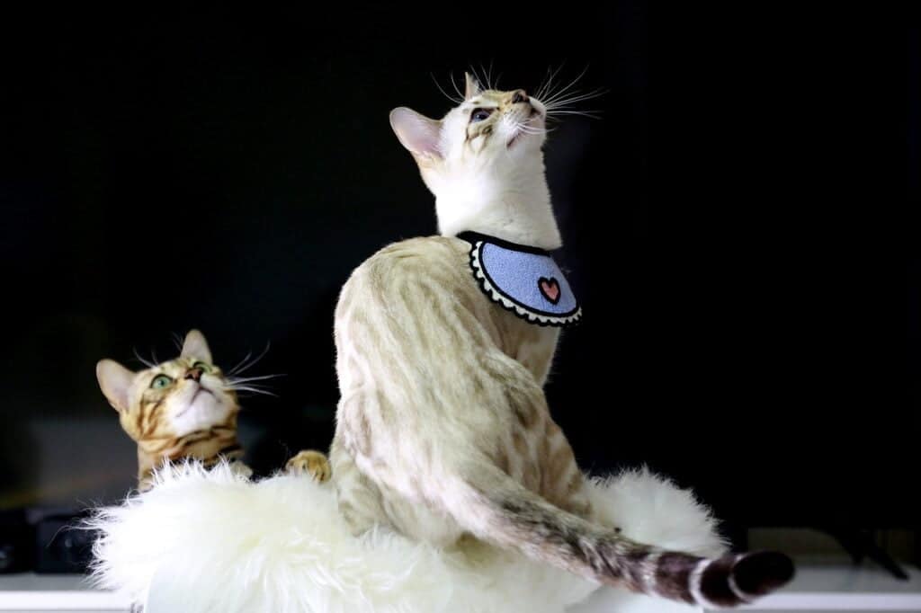 studio image of two snow bengal cats on a sheepskin rug with a black background