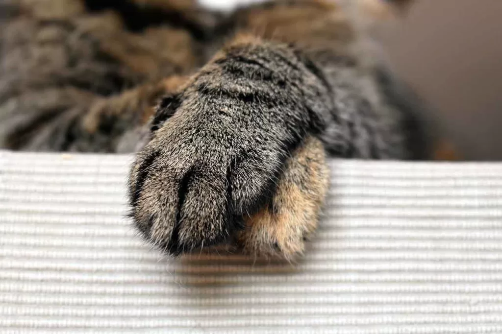 grey tabby cat paws