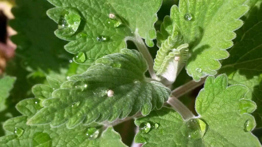closeup photo of catnip plant with water droplets on its leaves