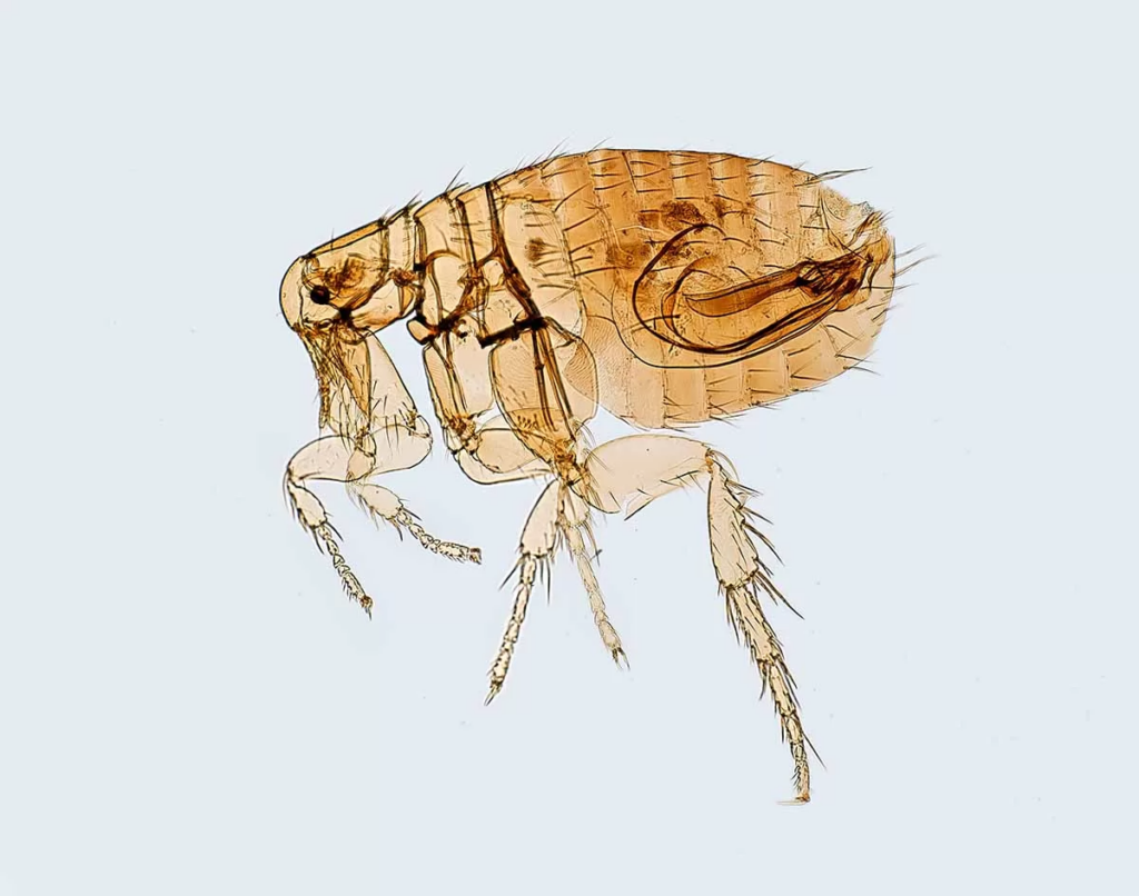 how do cats get fleas? microscopic image of a cat flea on a light grey background