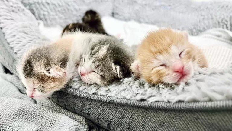kittens sleeping in a basket