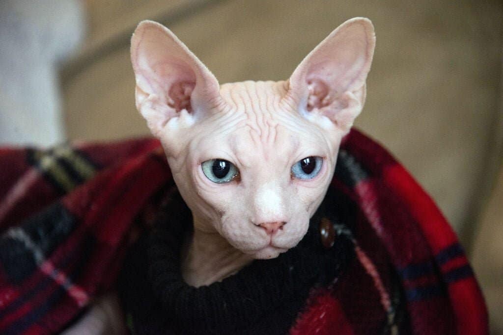white sphynx cat blue-green eyes wearing a sweater