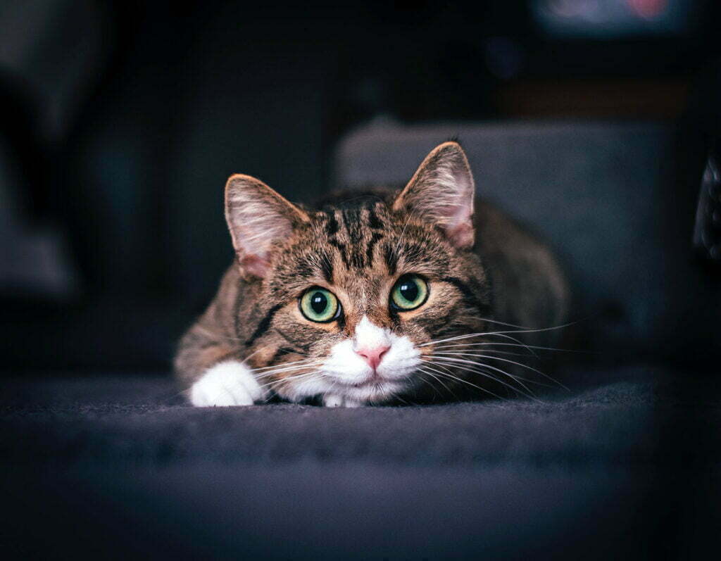 brown tabby with white nose and paws