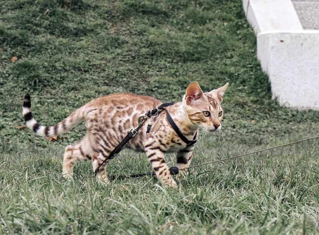 bengal cat wearing a harness