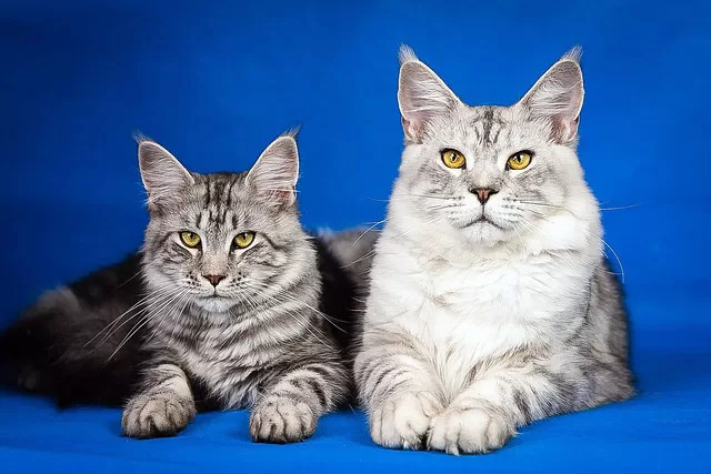 two silver tabby Maine Coon cats