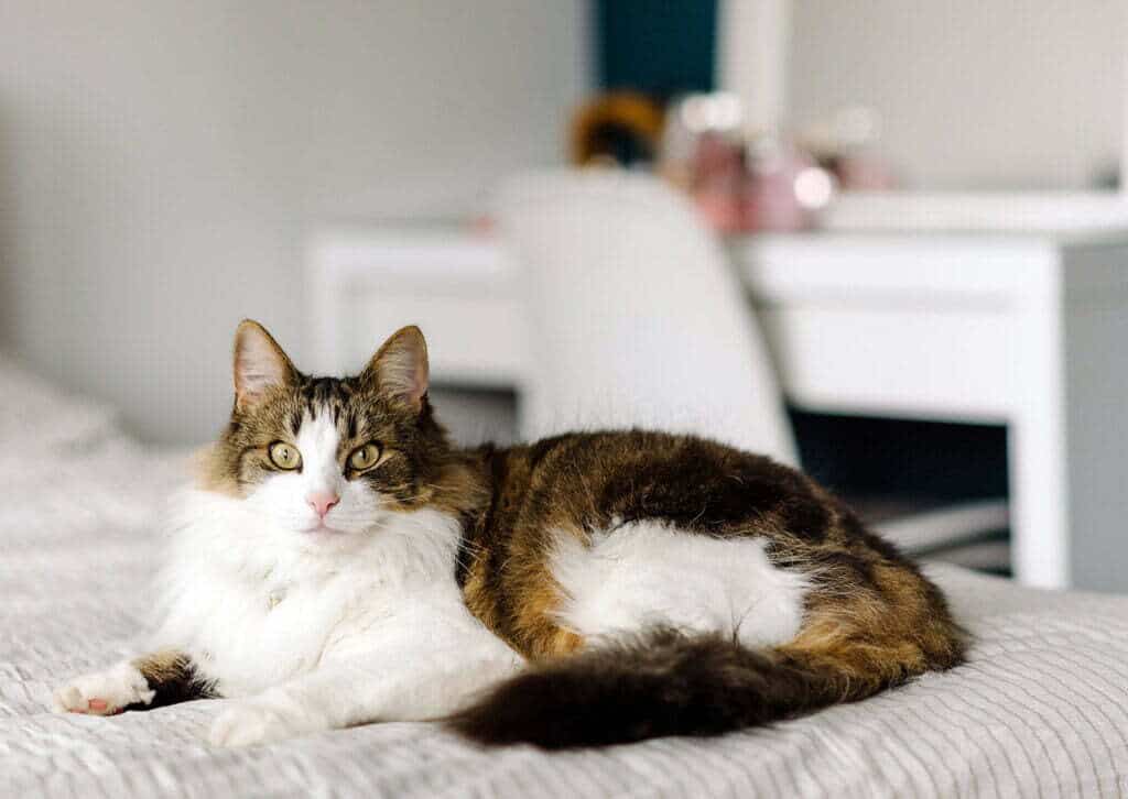 longhair calico at laying on a white bed