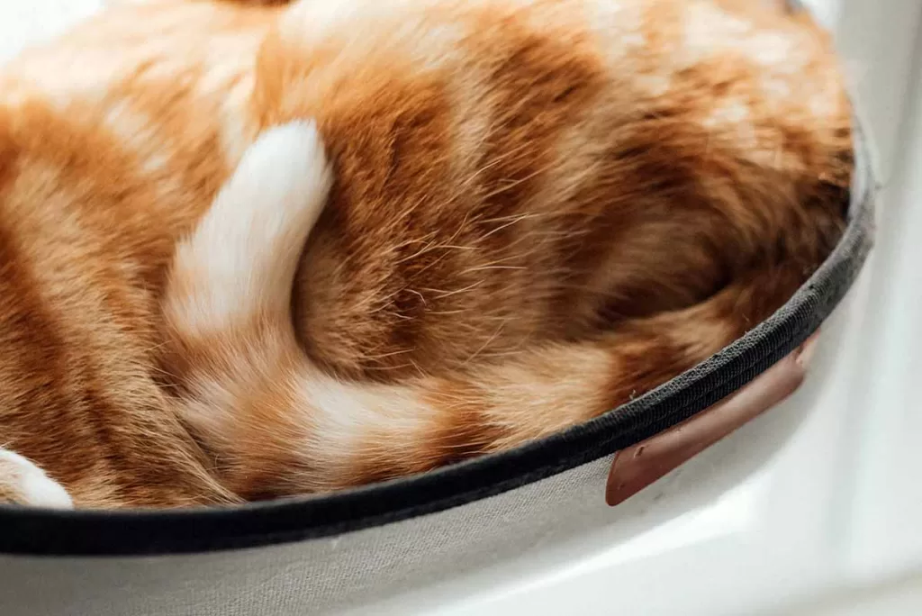 orange cat's tail