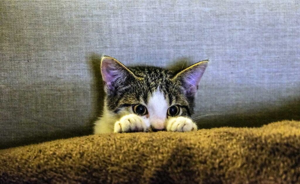 grey and white kitten peeking out from behind a green blanket