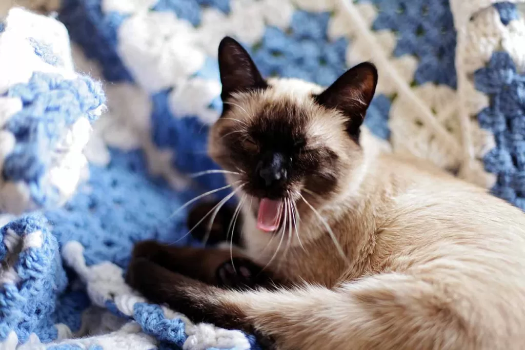 Siamese cat laying on a white and blue crocheted blanket