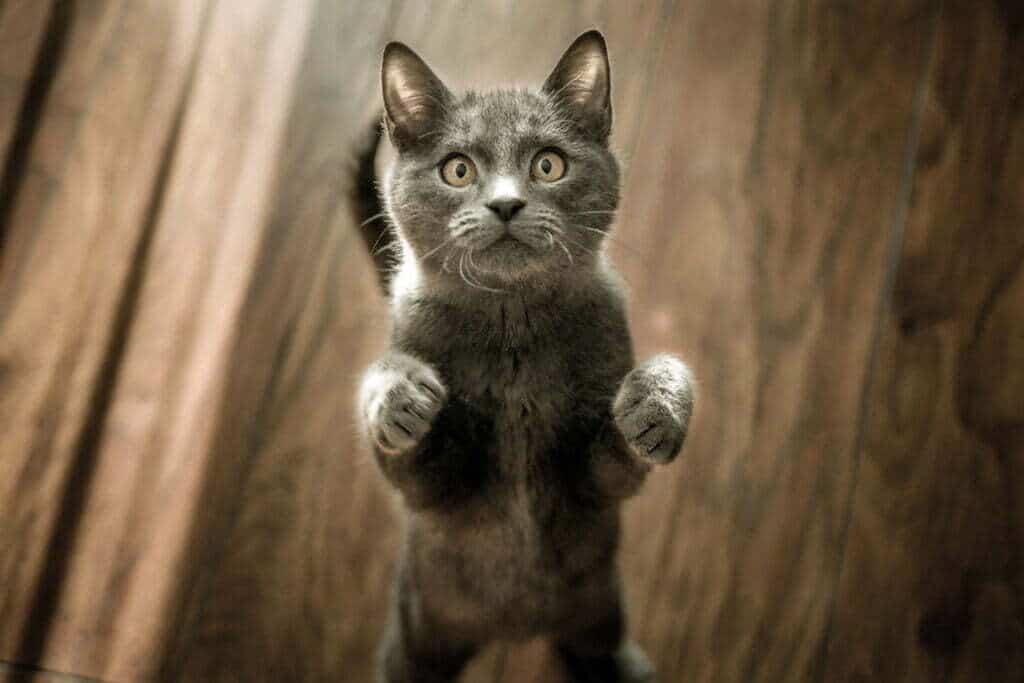 grey shorthair cat standing on back legs