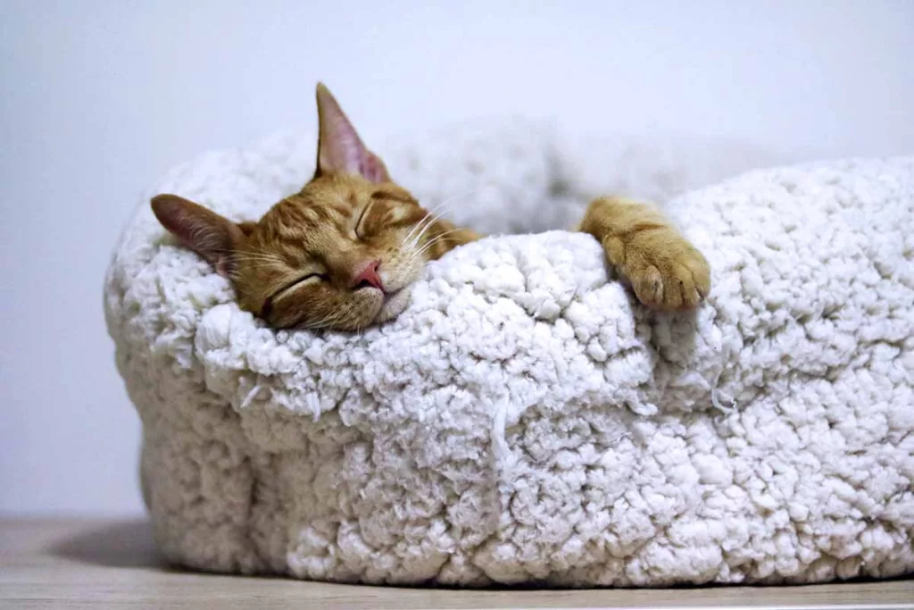 orange cat asleep in a white fleecy cat bed