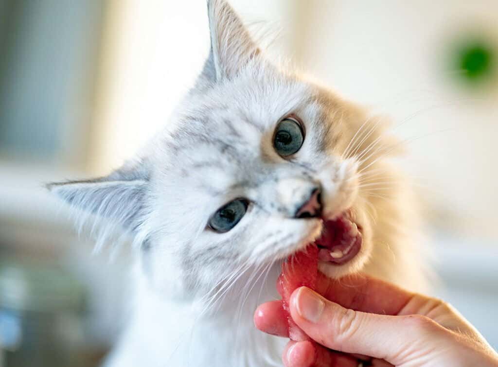 can cats eat strawberries - a white cat being handfed a piece of watermelon