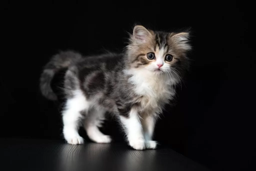new kitten checklist - grey and white long haired kitten on a black background