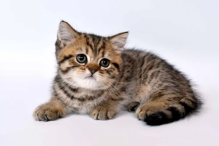 Ethics of Breeding Munchkin Cats: image of a brown tabby munchkin kitten