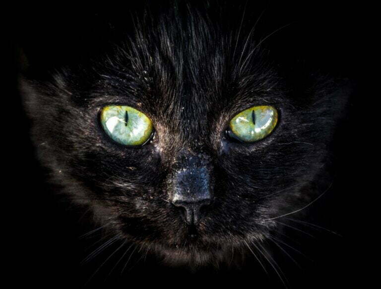 face of a black cat with green eyes