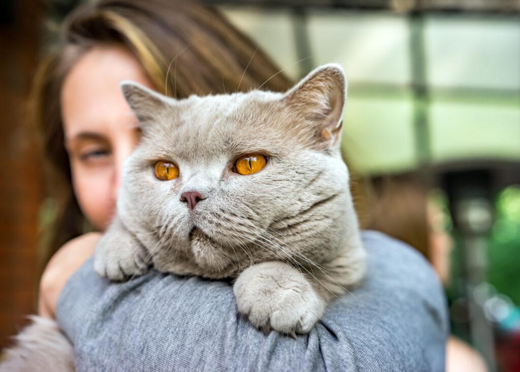beautiful young woman holding cute grey british shorthair cat illustrating "what is a cat sitter"