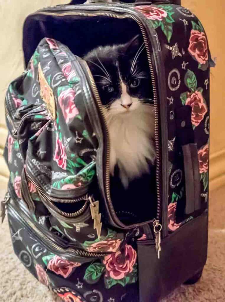 longhair black and white Sylvester cat hiding in a carryon suitcase