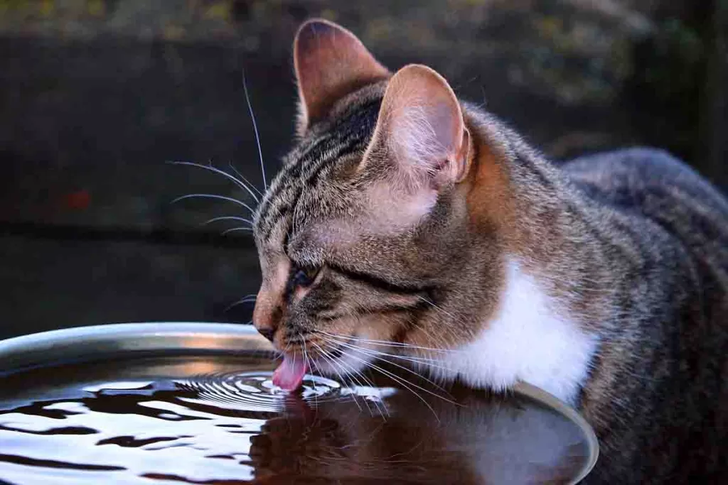grey tabby cat drinking from a large metal bowl