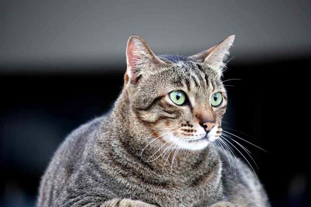 fat grey tabby cat