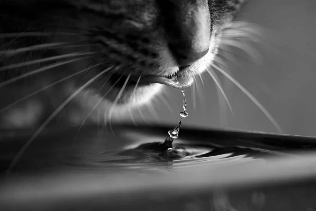 black and white photo of water dripping from a cat's tongue