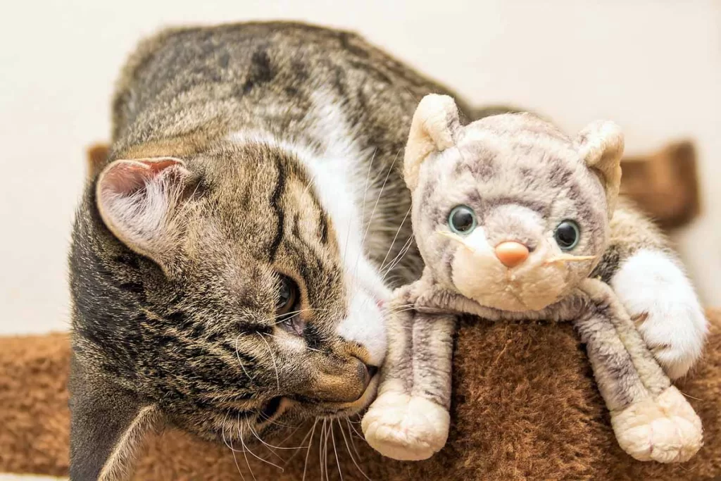 grey tabby cat with a toy stuffie