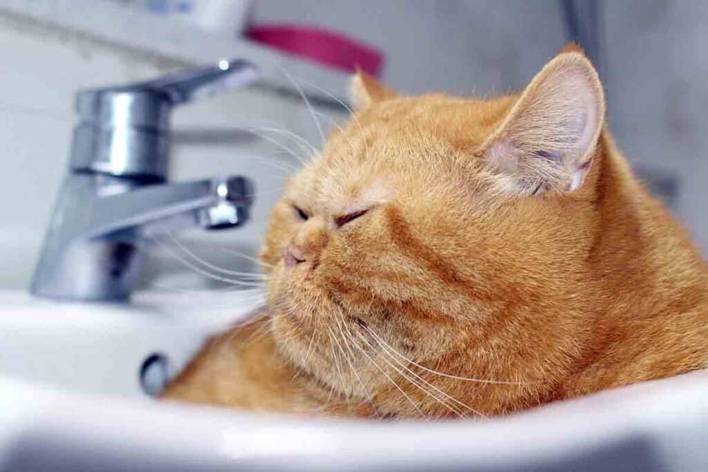 obese orange cat laying in a bathroom sink