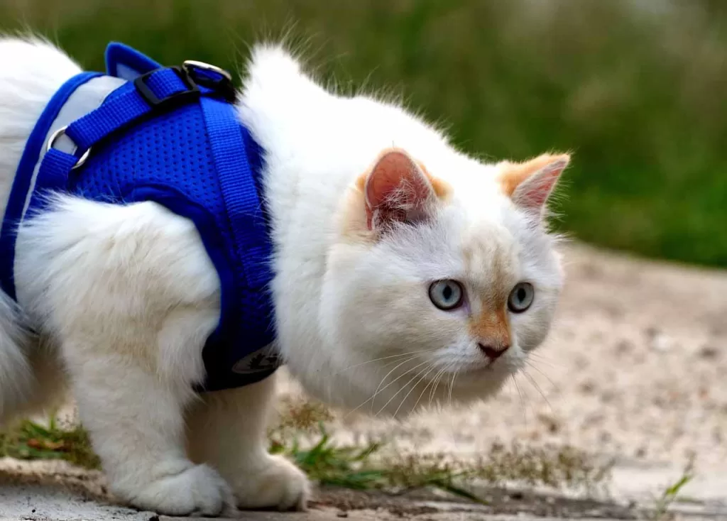 white seal point cat wearing a blue body harness