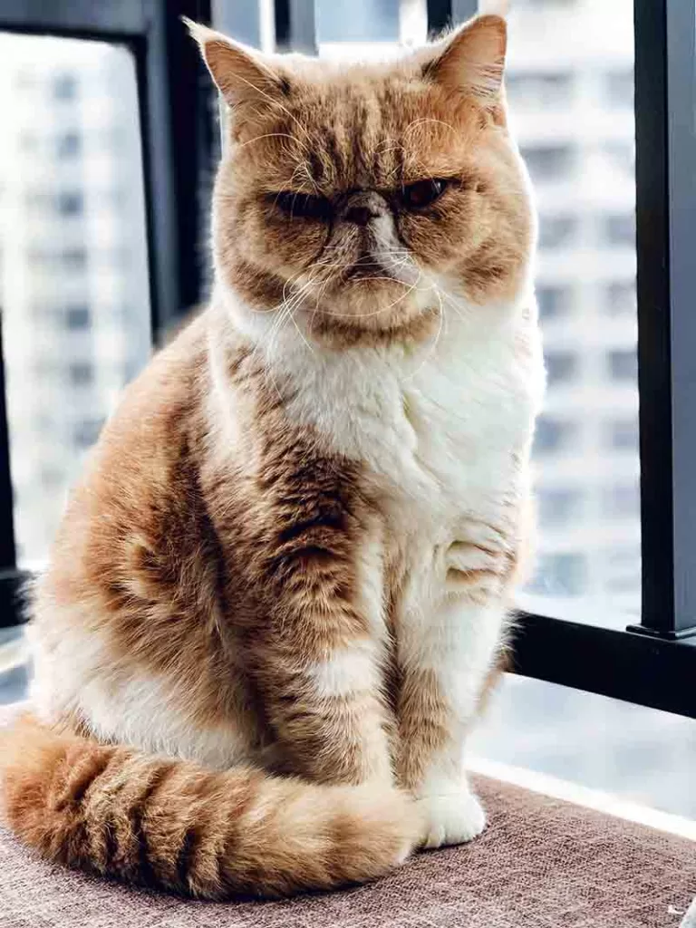 grumpy looking orange and white exotic shorthair cat sitting on a window ledge