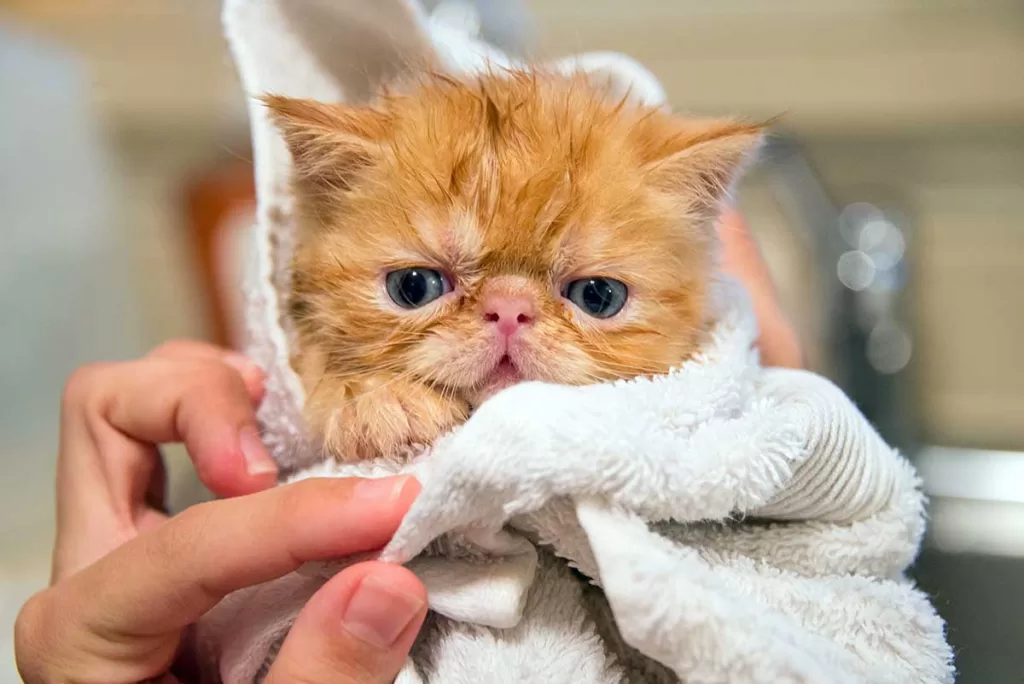 orange exotic shorthair kitten after a bath wrapped in a white towel