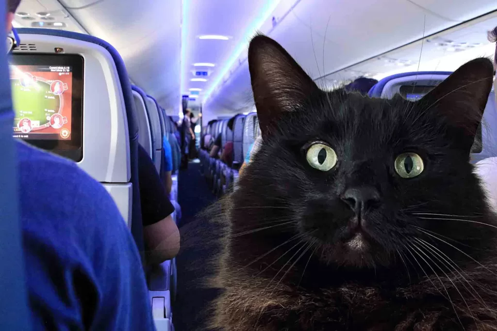 black cat face superimposed over picture of airline cabin passengers