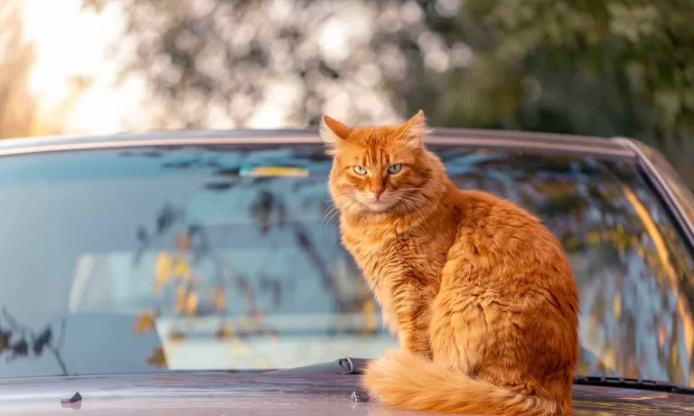 orange cat sitting on the hood of a car