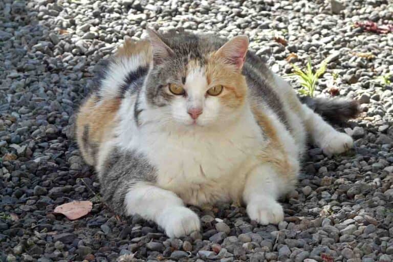 fat cat calico outdoors laying on gravel