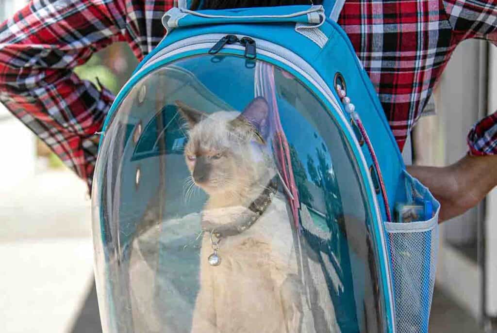 seal point siamese cat in a clear backpack cat carrier
