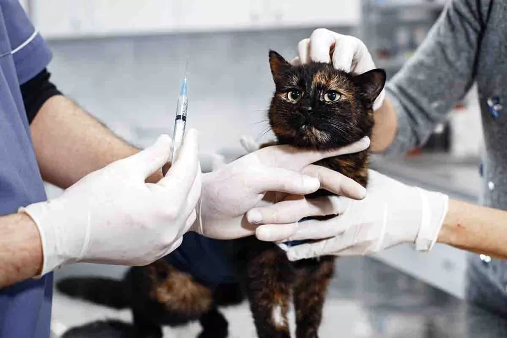 tortoiseshell cat being examined by a veterinarian