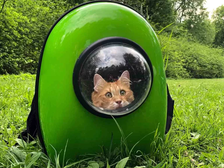 orange tabby cat looking out of a green backpack cat carrier