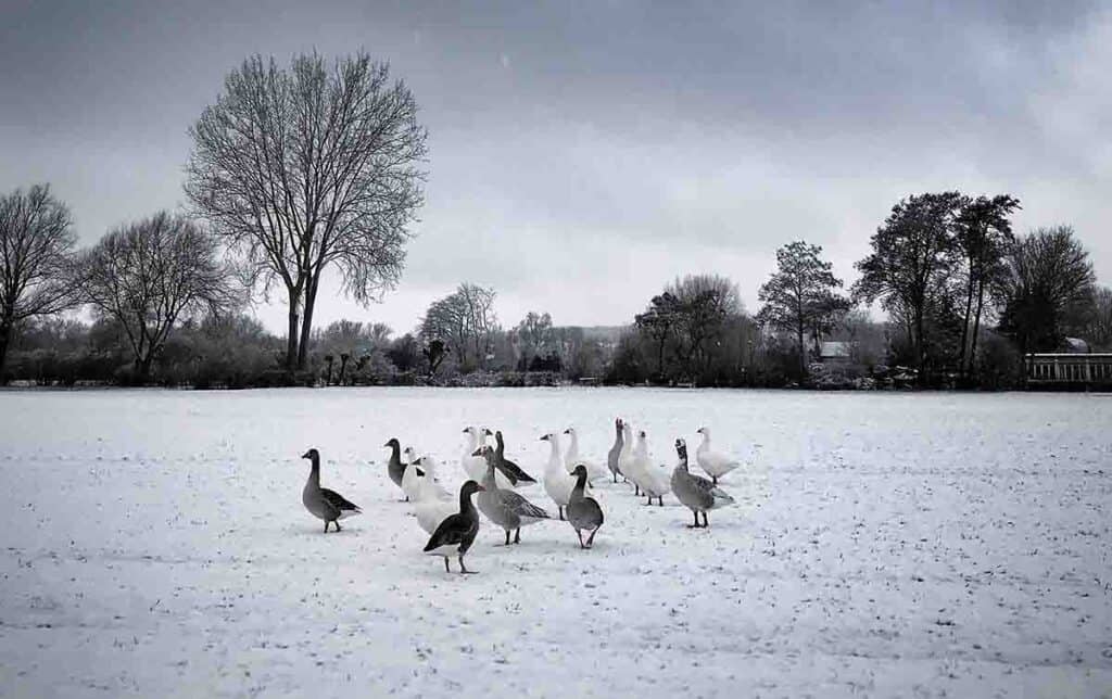 geese on  snowy ground